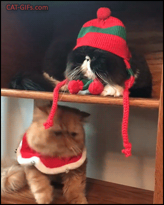 Christmas Cat GIF • Persian cat wearing a red & green wool hat, annoyed by ginger Brother, but they're best buddies :) Christmas Cat GIF • Persian cat wearing a red & green wool hat, annoyed by ginger Brother, but they're best buddies :)