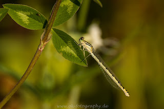 Naturfotografie Makrofotografie Libelle Nikon Tamron