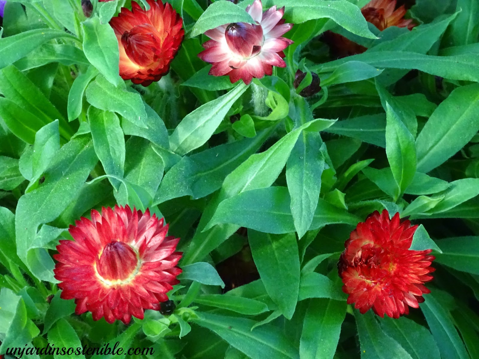 Xerochrysum bracteatum (Siempreviva)