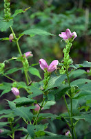 chelone turtlehead