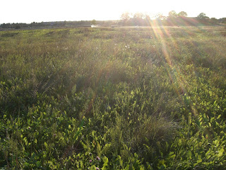 Solig%2Bkv%25C3%25A4llspromenad - Framflyttad promenad