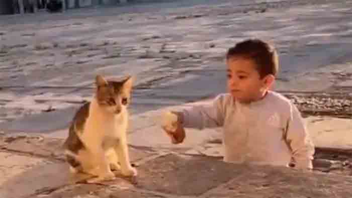 News, World, Food, Child, Boy, Video, Twitter, Viral, A beautiful video of a baby sharing food with a cat has gone viral on social media.