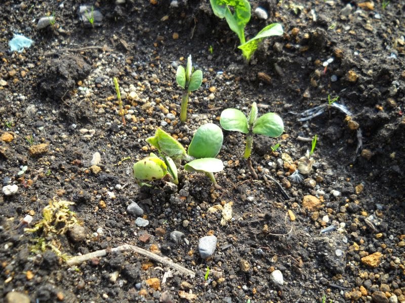 1月に何を植えるか - ニンジン