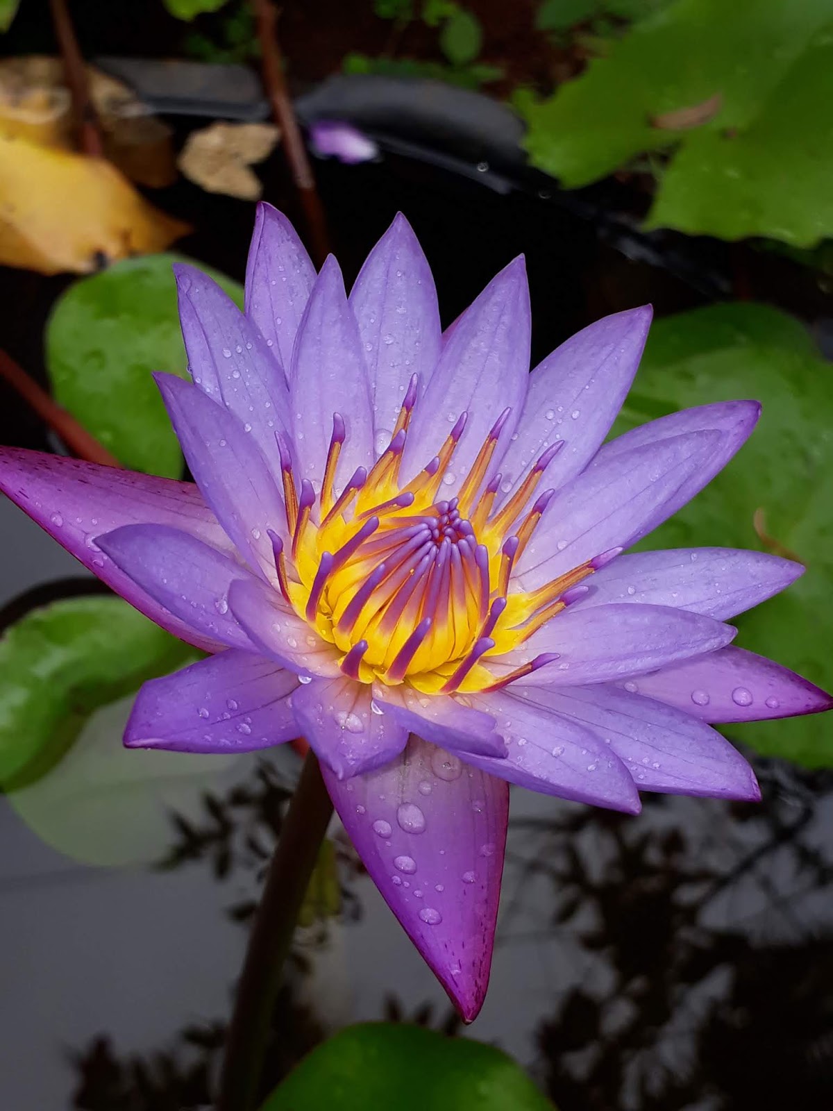 Kandathum keetathum Purple Lotus Flower