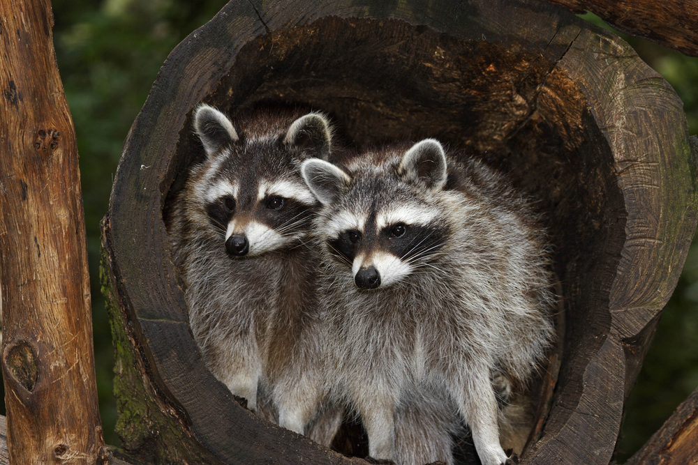 How Much Do You Know About Raccoons?