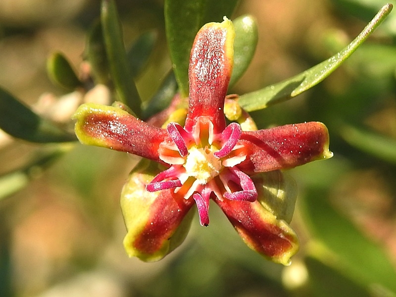 SaLiDaS a La NaTuRaLeZa Rambla de los Jarales