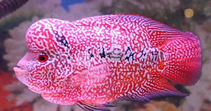 23 Arti Mimpi Tentang Ikan Louhan Menurut Primbon Jawa dan