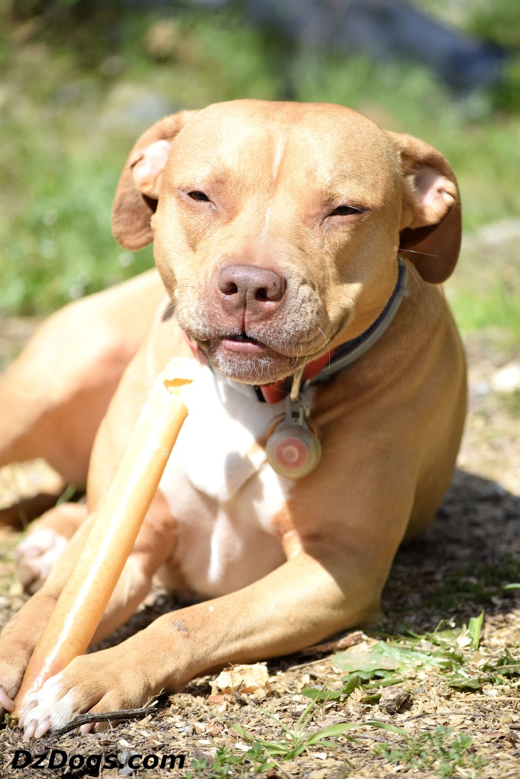 DZ's Adventures 100 AllNatural Pork Rolls for Dogs