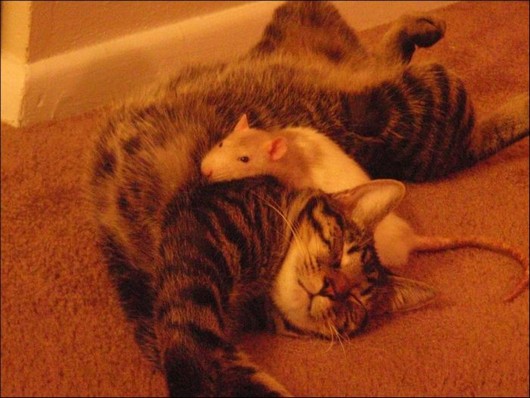 cat and mouse, interspecies friendship, funny cat pictures, cat and mouse best friends