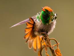 Interesting facts about frilled coquette