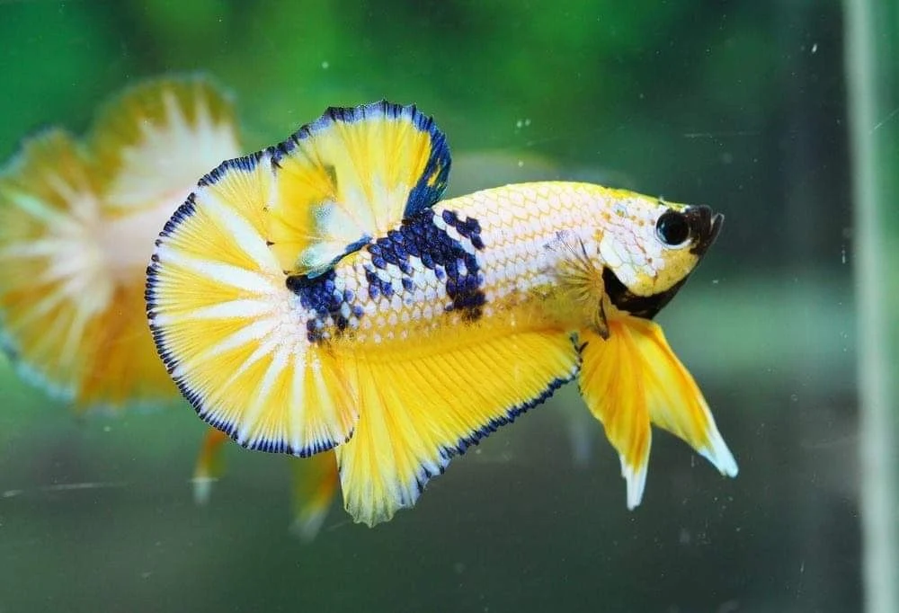 Ikan Cupang Yellow Fancy - Yellow Fancy Betta - Ikanhiasku.net