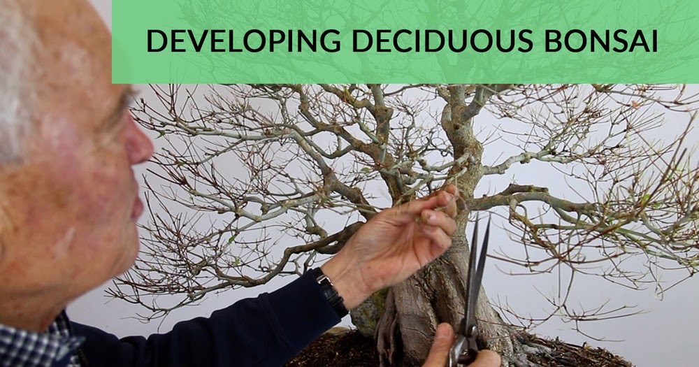 Walter Pall Bonsai Adventures Hedge Pruning Method explained in detail in video!