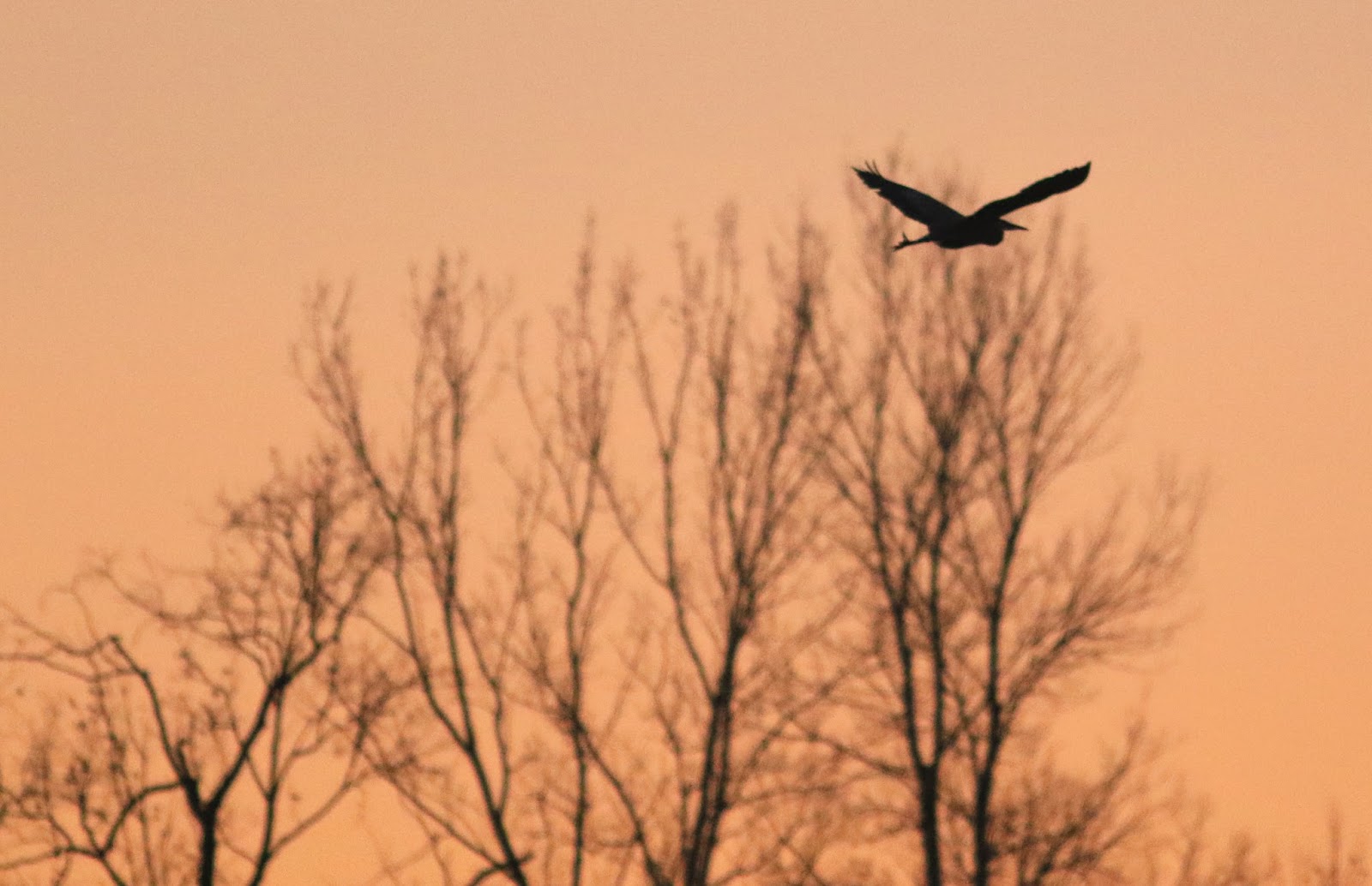 Out and About the Midwest Early Morning Visit to Legacy Park in