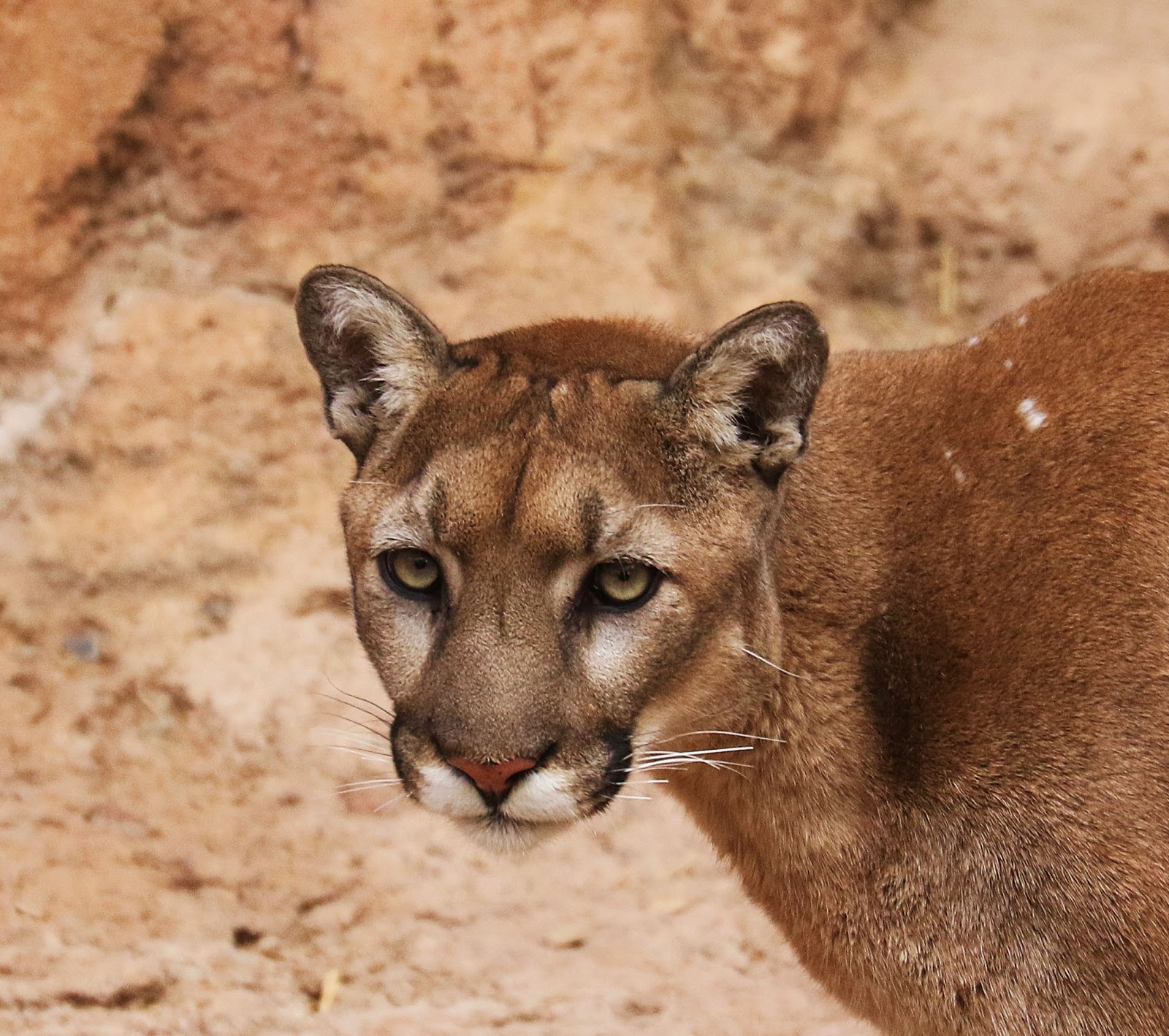Bass Trombone Wauchope AZ3 ArizonaSonora Desert Museum