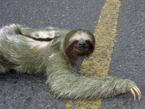 Sloth - Rare and Different South American Mammal Seen On www.coolpicturegallery.us