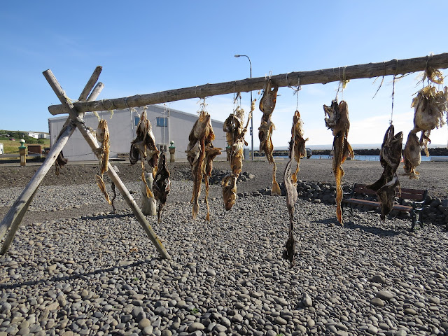 Día 12 (Kolugljufur - Península de Vatnsnes - Volcán Grabrok) - Islandia Agosto 2014 (15 días recorriendo la Isla) (9)