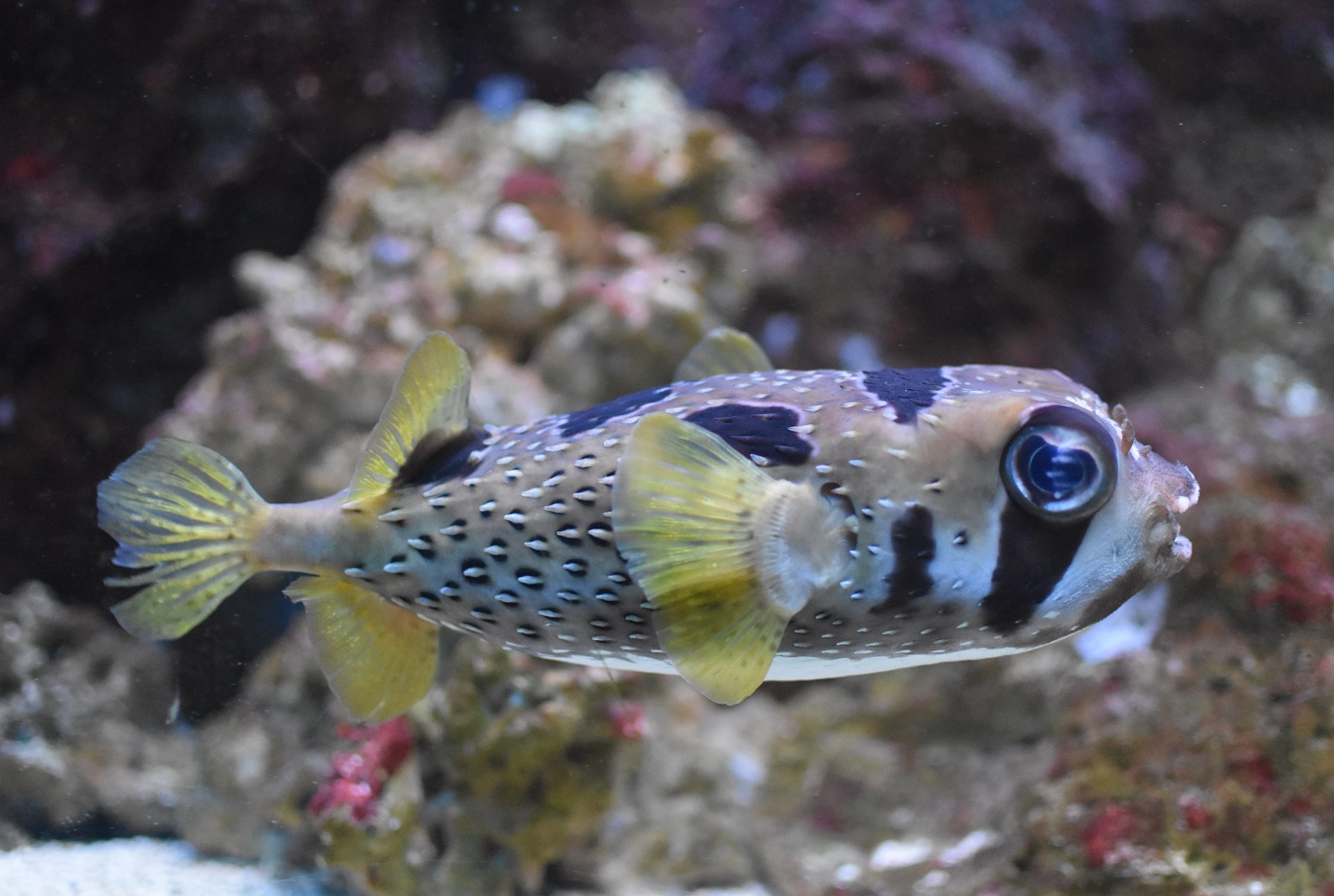ZOOTOGRAFIANDO (MI COLECCIÓN DE FOTOS DE ANIMALES) PEZ GLOBO ERIZO