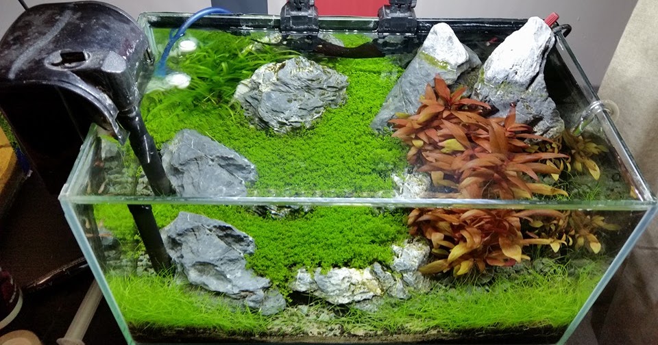 The benefits of using Co2 in the planted aquarium