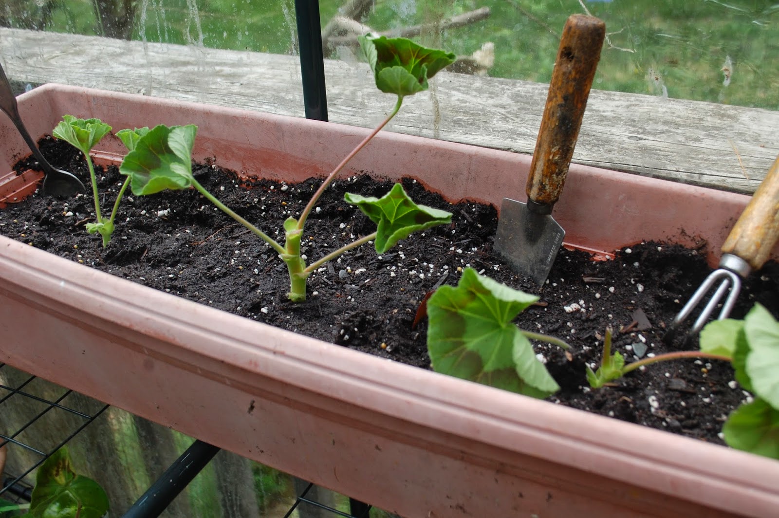 Sprouts Propagating Geraniums From Cuttings