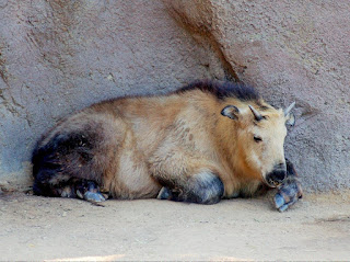 San Dieoga Hayvanat Bahçesi'nde Siçuan takini