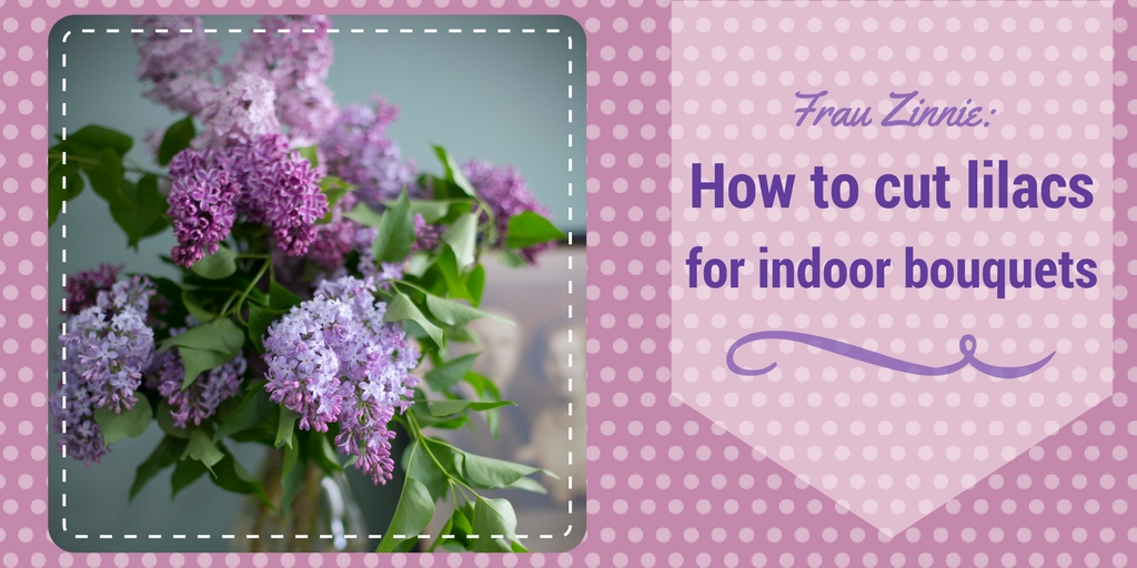 For Mother's Day, give mom lilacs from the garden Frau Zinnie