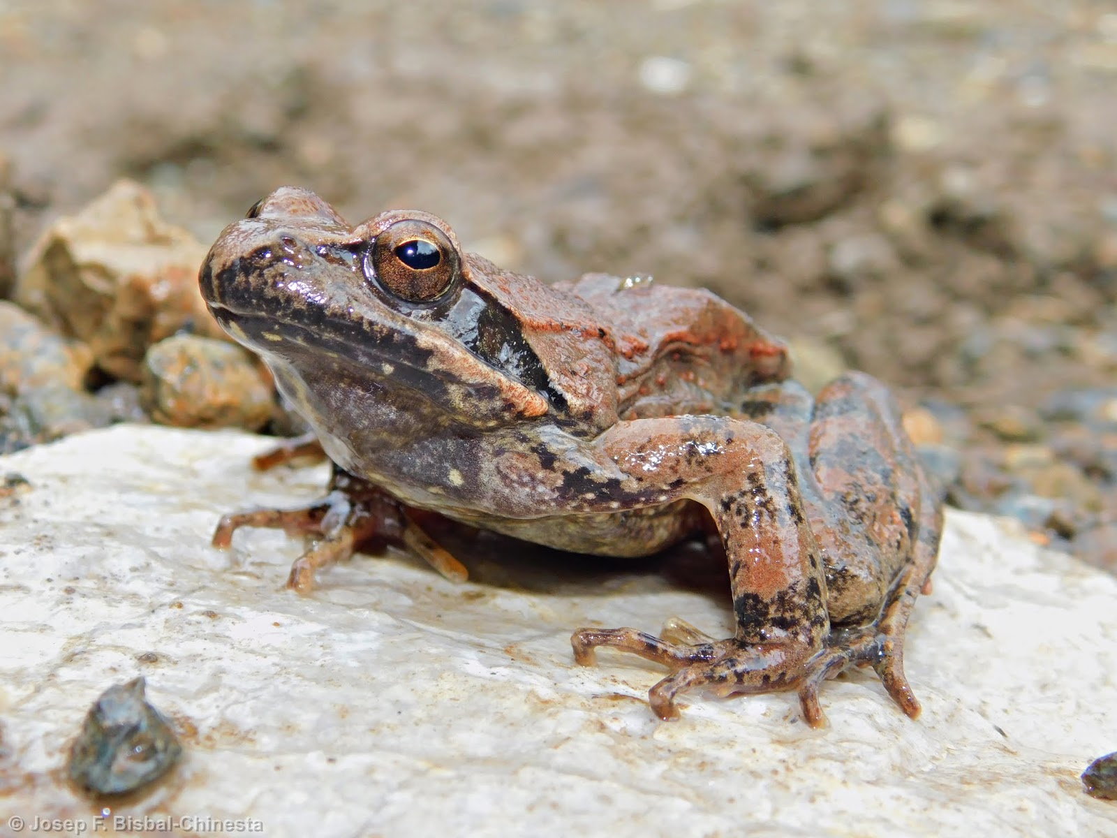 Sargantanes i Dragons Rana graeca Granota grega