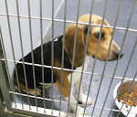 RESCUED 12/4/11 Petunia the Beagle Mix Sweet Young On Euth List