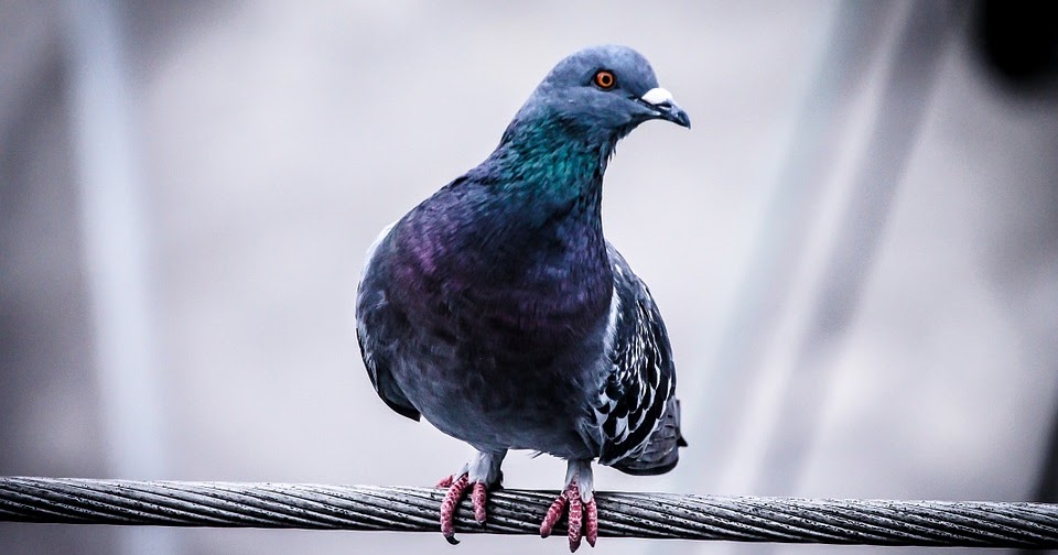 Warum ich Tauben füttere - und Euch darum bitte, das auch zu tun