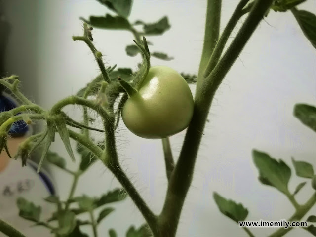 Can You Grow Tomato in Malaysia?