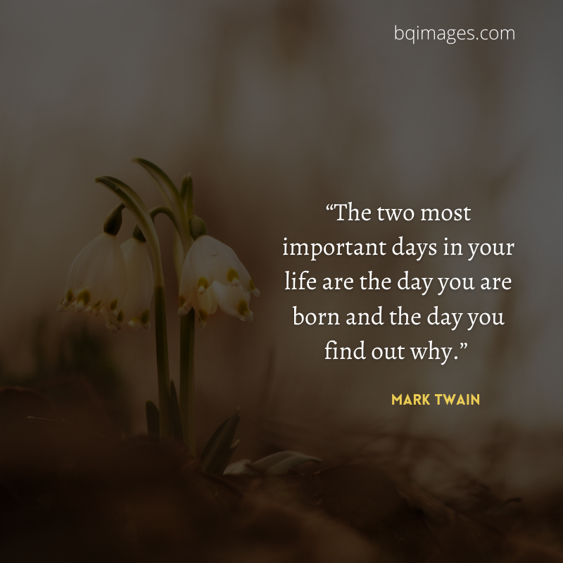 50+ Best Life Quotes In English for WhatsApp DP bqimages Beautiful