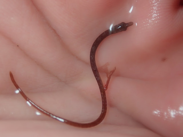 Nerophis lumbriciformis Nerophis lumbriciformis