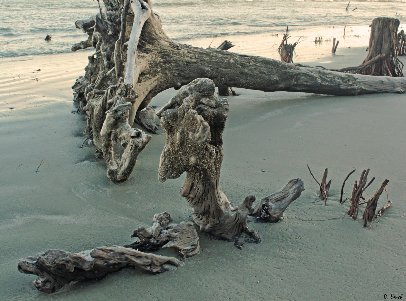 Capture America Journal 4/7/14 Capers Island