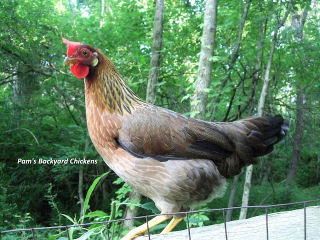Why do roosters crow? Here are five top chicken questions along with the answers.