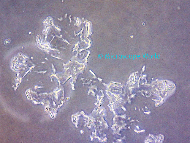 MoticamX WiFi microscope camera image of phase contrast 400x cheek cells under the microscope.