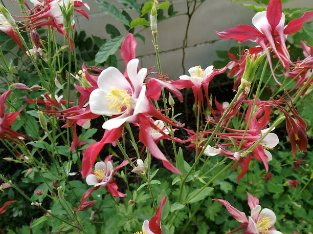 Aquilegia