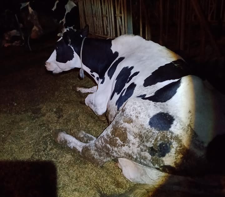 [揪團] 11/6晚上7:00楊梅秘境跑步