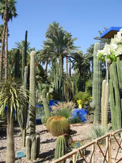 cactusi mari, cilindrici si rotunzi