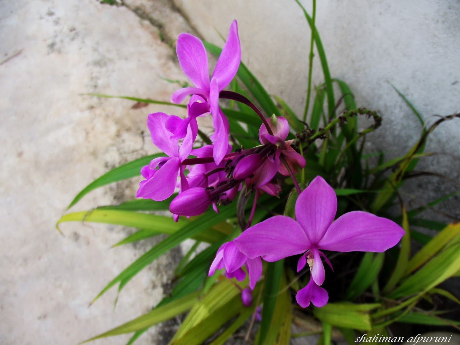 Sampah Digital Shahiman: Orkid