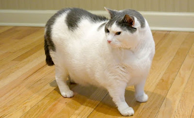 Cara Menambah Berat Badan Kucing