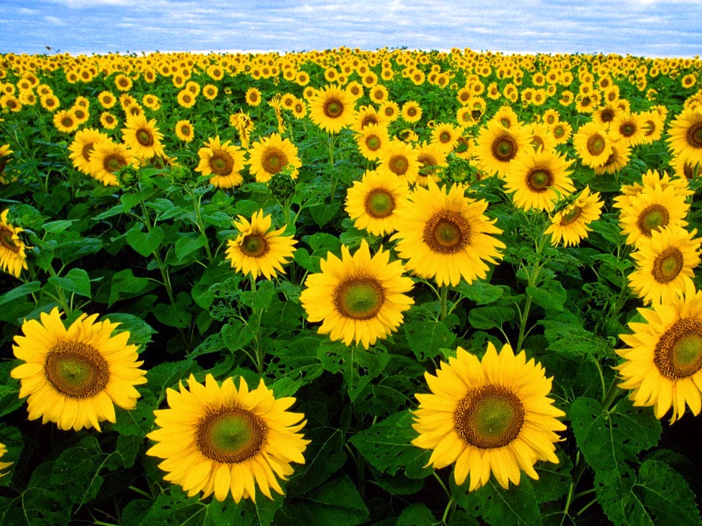 Sunflower Garden Images IMGStar