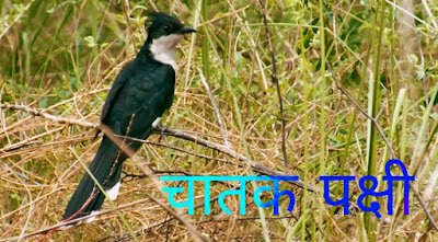 Jacobin Cuckoo Information In Hindi