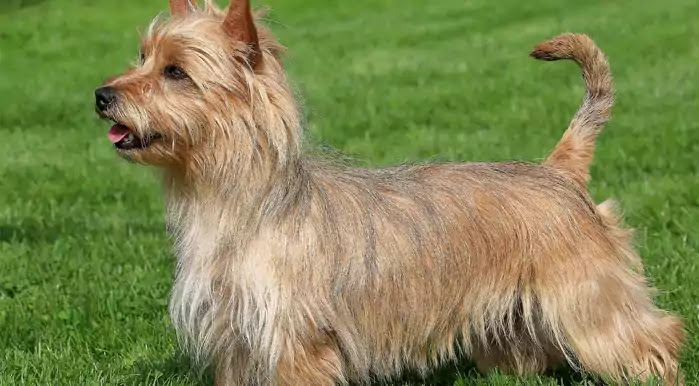 Australian Terrier Dog Breed