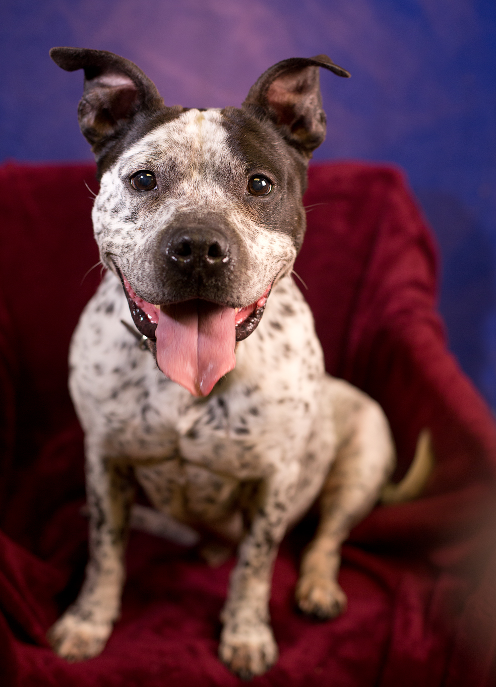 pitbull australian cattle dog mix pitbull australian cattle dog mix