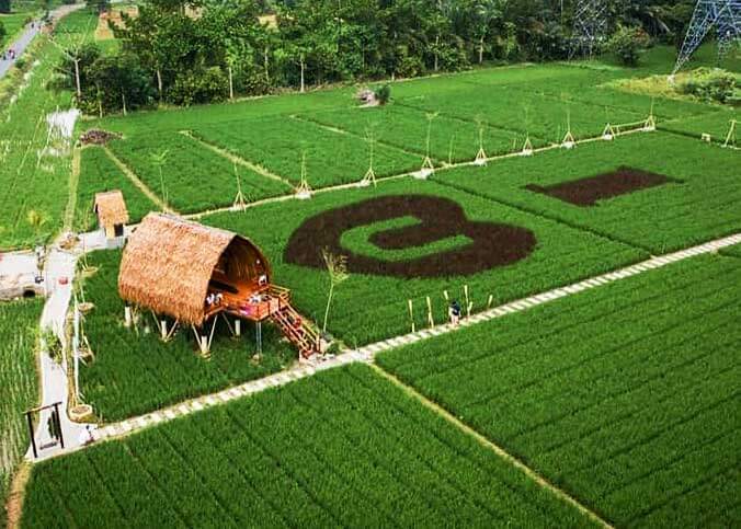 Sawah Lukis Binjai Atraksi Padi Warna Warni Lokasi Dan Tiket Masuk Pariwisata Sumut