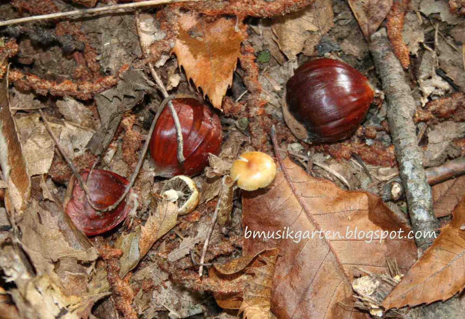 Beatriz musikgarten: Descubre el Castañar de El Tiemblo con los 5