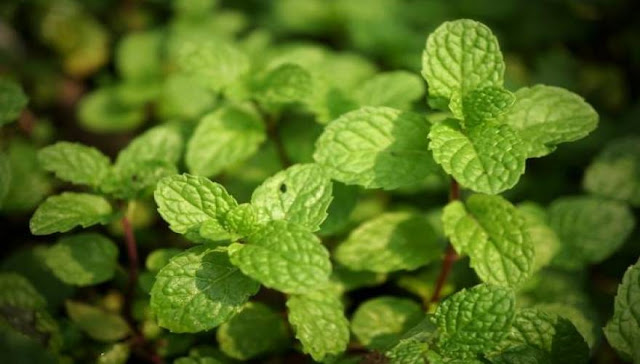 Φτιάξε την τέλεια αντιβακτηριδιακή κρέμα για σπυράκια με μέντα!  