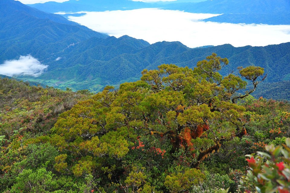 Make It Davao White Peak