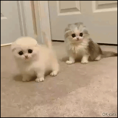 Cute Kitten GIF • Two AWWdorable fluffy angels playing like little demons ♥ Cute Kitten GIF • Two AWWdorable fluffy angels playing like little demons ♥