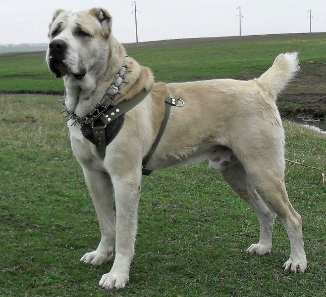 Most powerful dogs breeds in the world