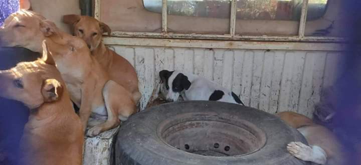 আইআইটি খড়গপুর ক্যাম্পাস থেকে গুম করে দেওয়া হচ্ছে পথ কুকুর, মানেকা গান্ধীকে ট্যুইট করে জানাল স্বেচ্ছাসেবী সংস্থা 1 আইআইটি খড়গপুর ক্যাম্পাস থেকে গুম করে দেওয়া হচ্ছে পথ কুকুর, মানেকা গান্ধীকে ট্যুইট করে জানাল স্বেচ্ছাসেবী সংস্থা